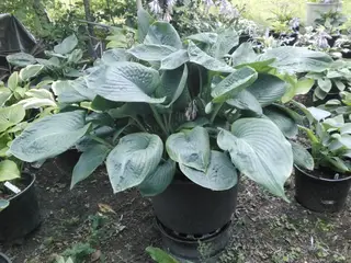 XL HOSTA Blue umbrellas kæmpe plante I 40L potte