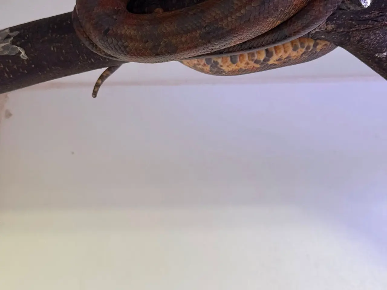 Billede 9 - Amazone træboa Corrallus Hortulanus Amazone