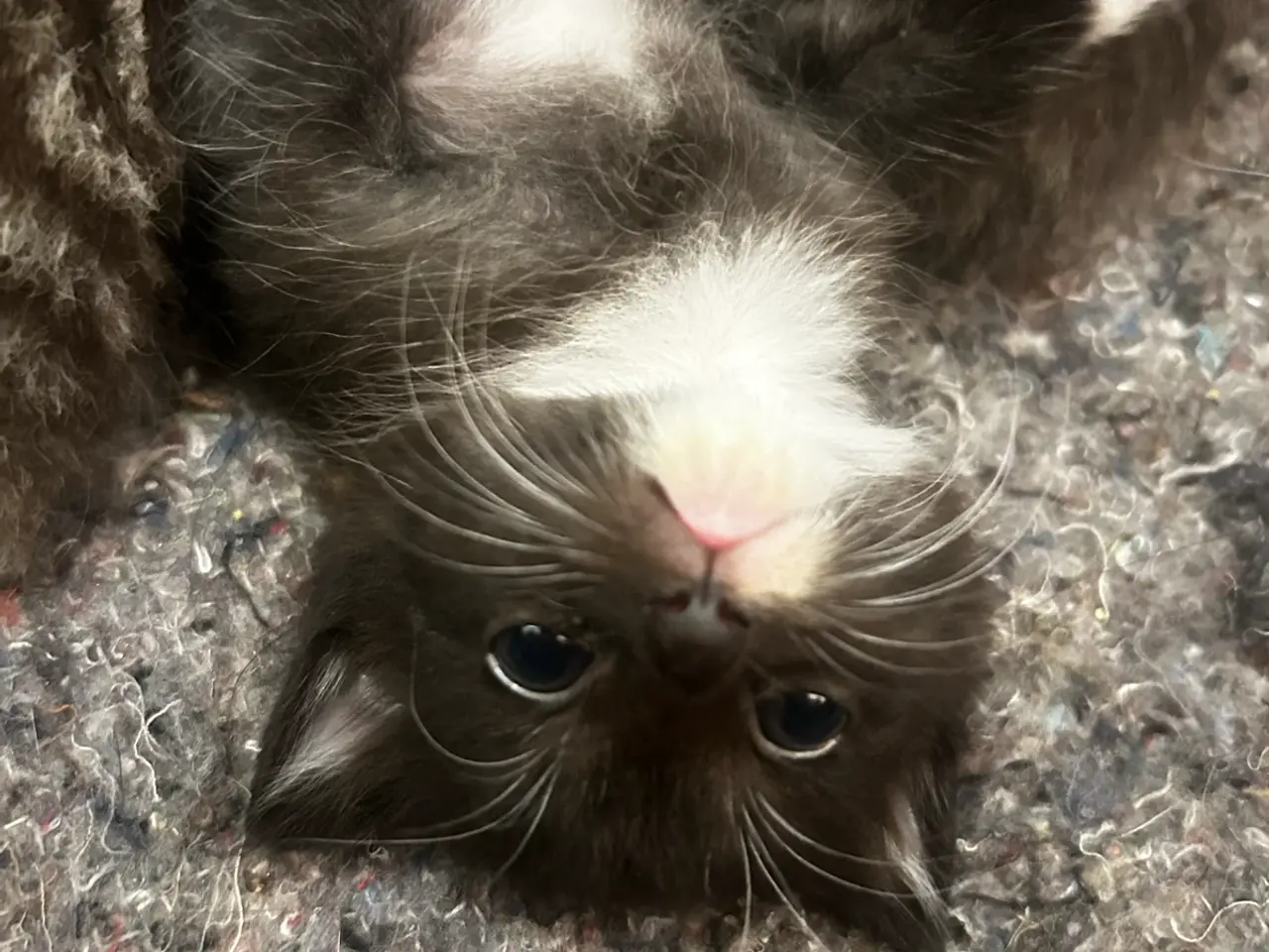 Billede 15 - Søde katte killinger søger hjem❤️