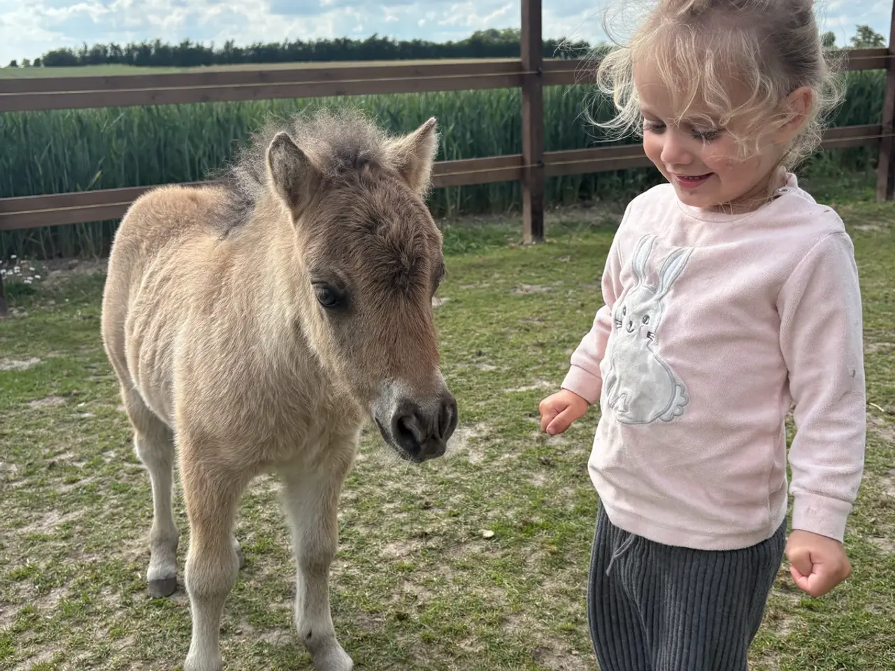 Billede 6 - 10 årig børnevenlig hoppe og hingste føl.
