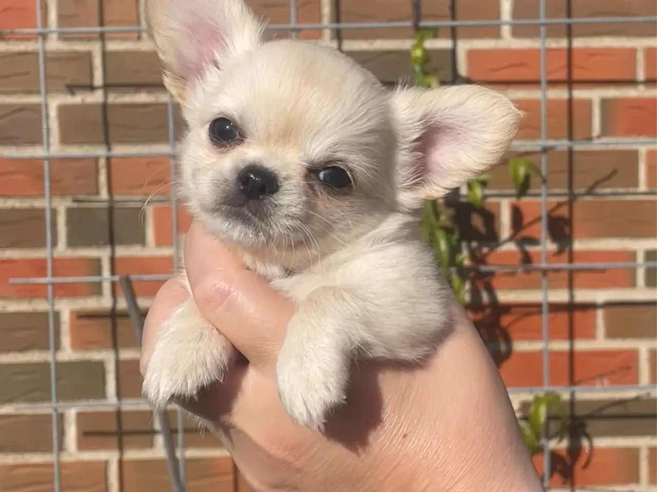 Billede 2 - RESEEVERET: DKK Chihuahua Langhåret tæve