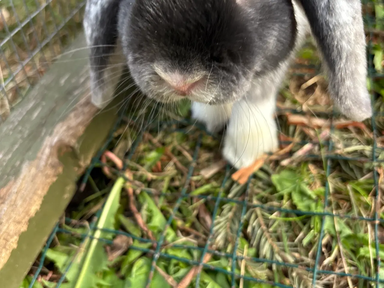 Billede 4 - Mini lop søger nyt hjem 