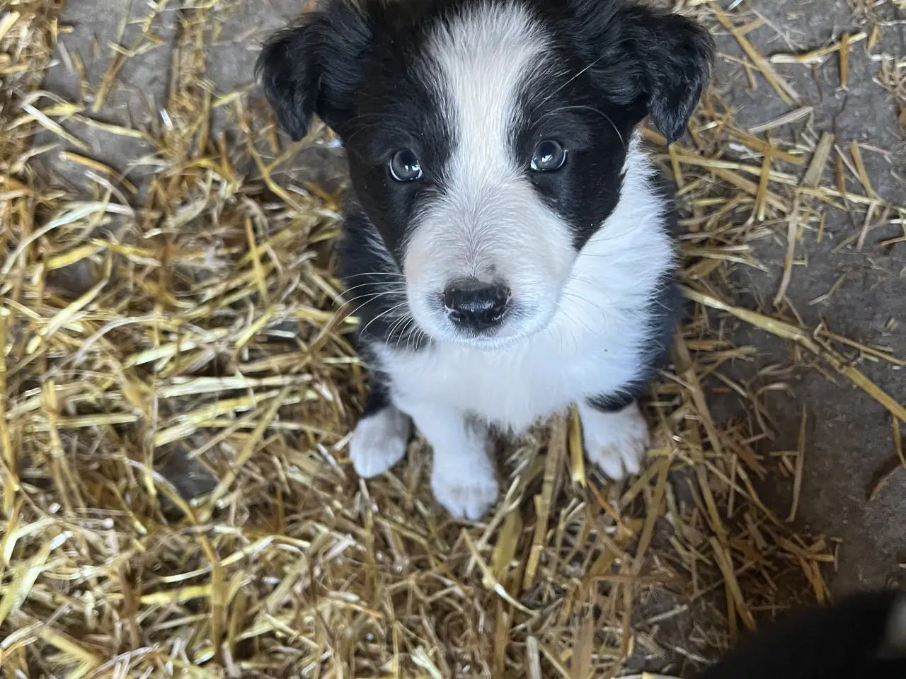 Billede 5 - Border Collie hvalpe søger deres nye familie