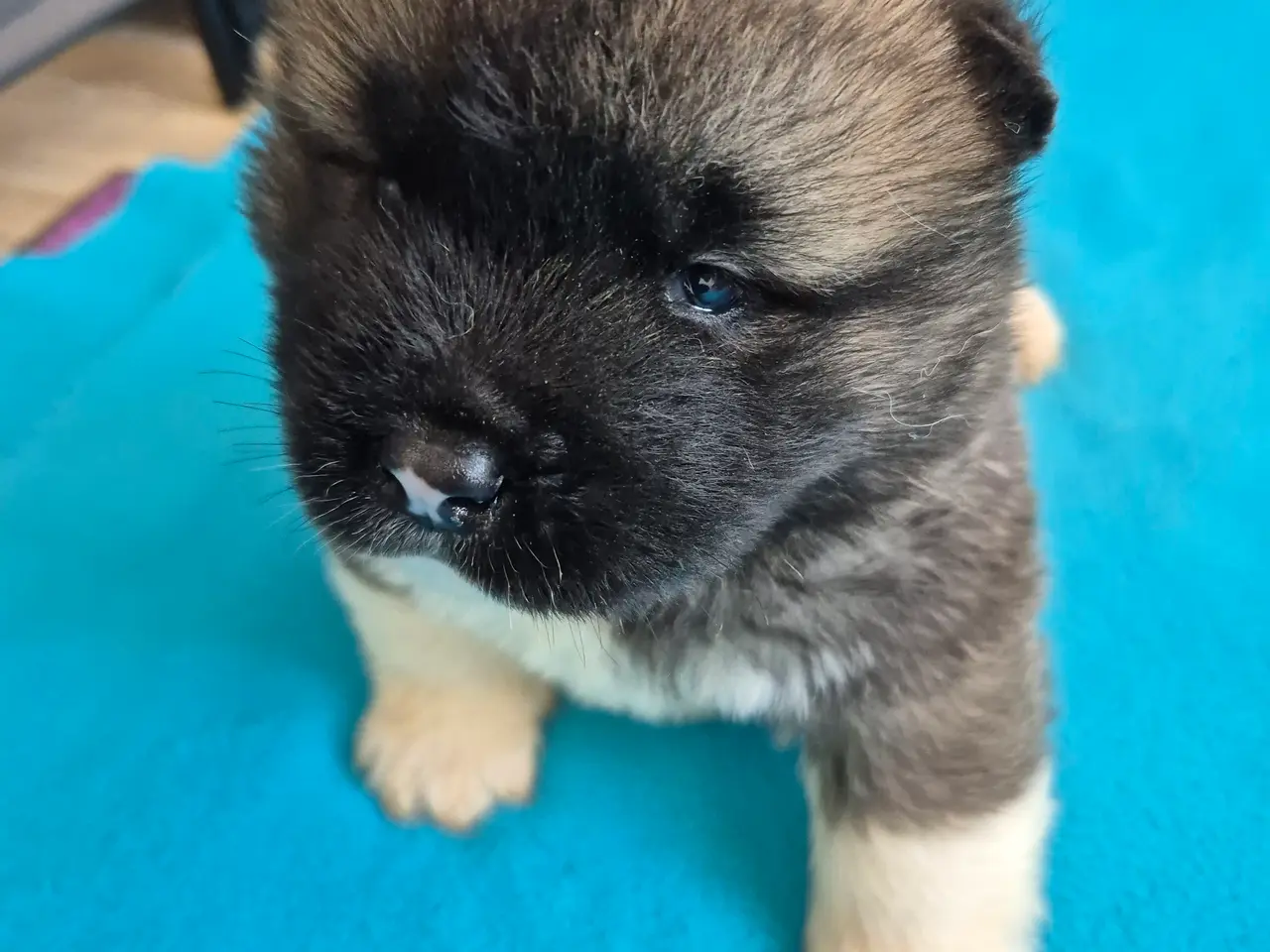 Billede 11 - Hundehvalpe American Akita 💙💙💙🩷