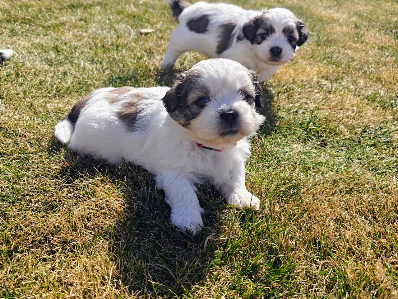 Billede 2 - Shih Tzu/Coton de Tulear-hvalpe