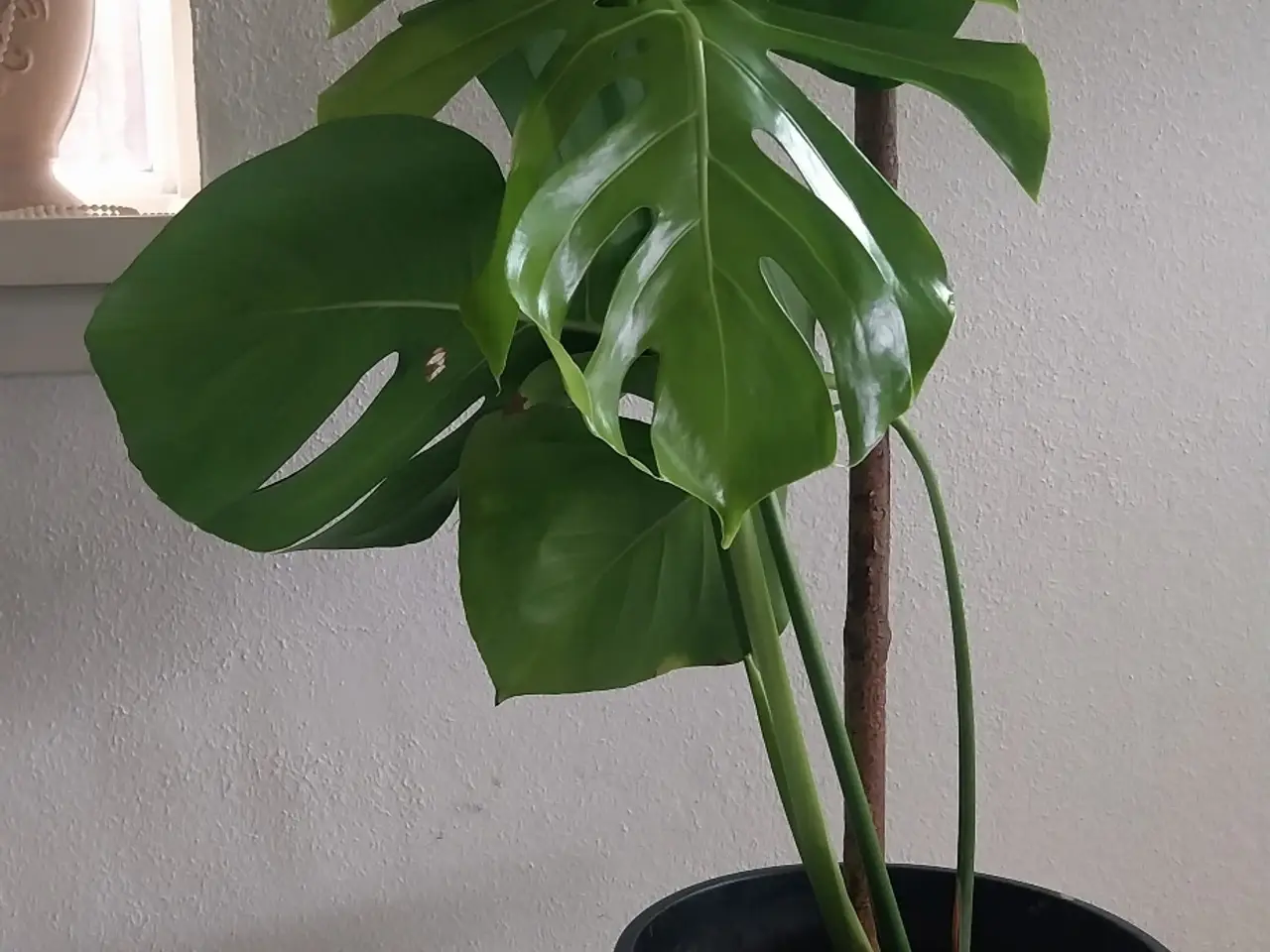 Billede 2 - Plante Monstera 