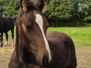 Renavlet oldenborg hoppeføl 