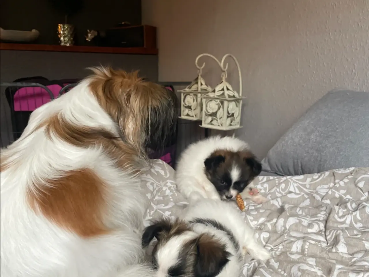 Billede 11 - Flotte Papillon hvalp