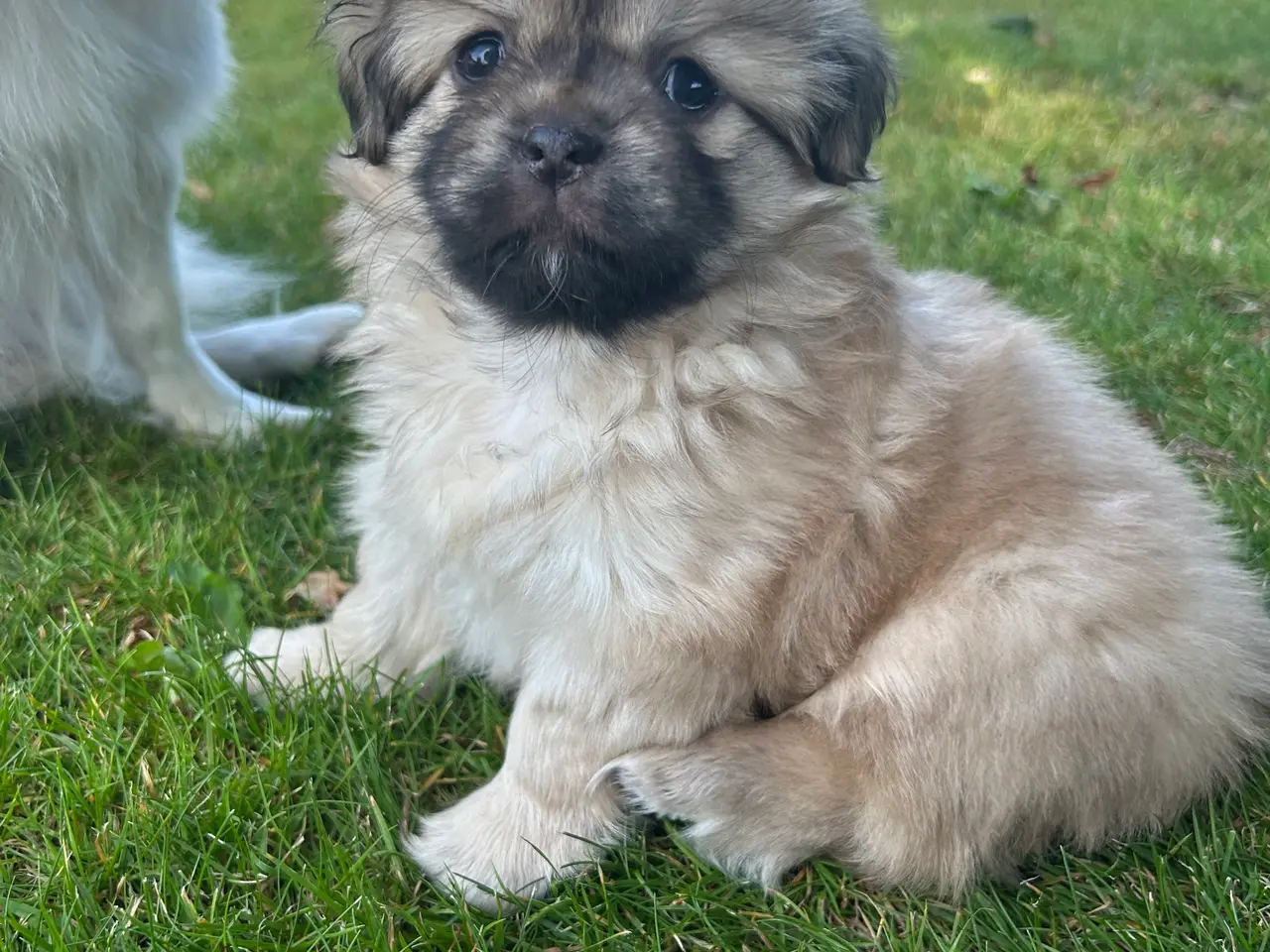 Billede 3 - Tibetansk spaniel hvalpe