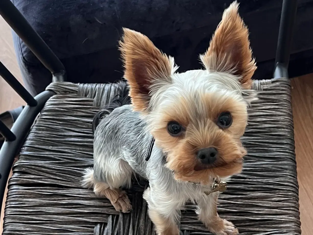 Billede 1 - Lille yorkshire terrier han udbydes til avl