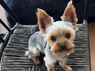 Lille yorkshire terrier han udbydes til avl