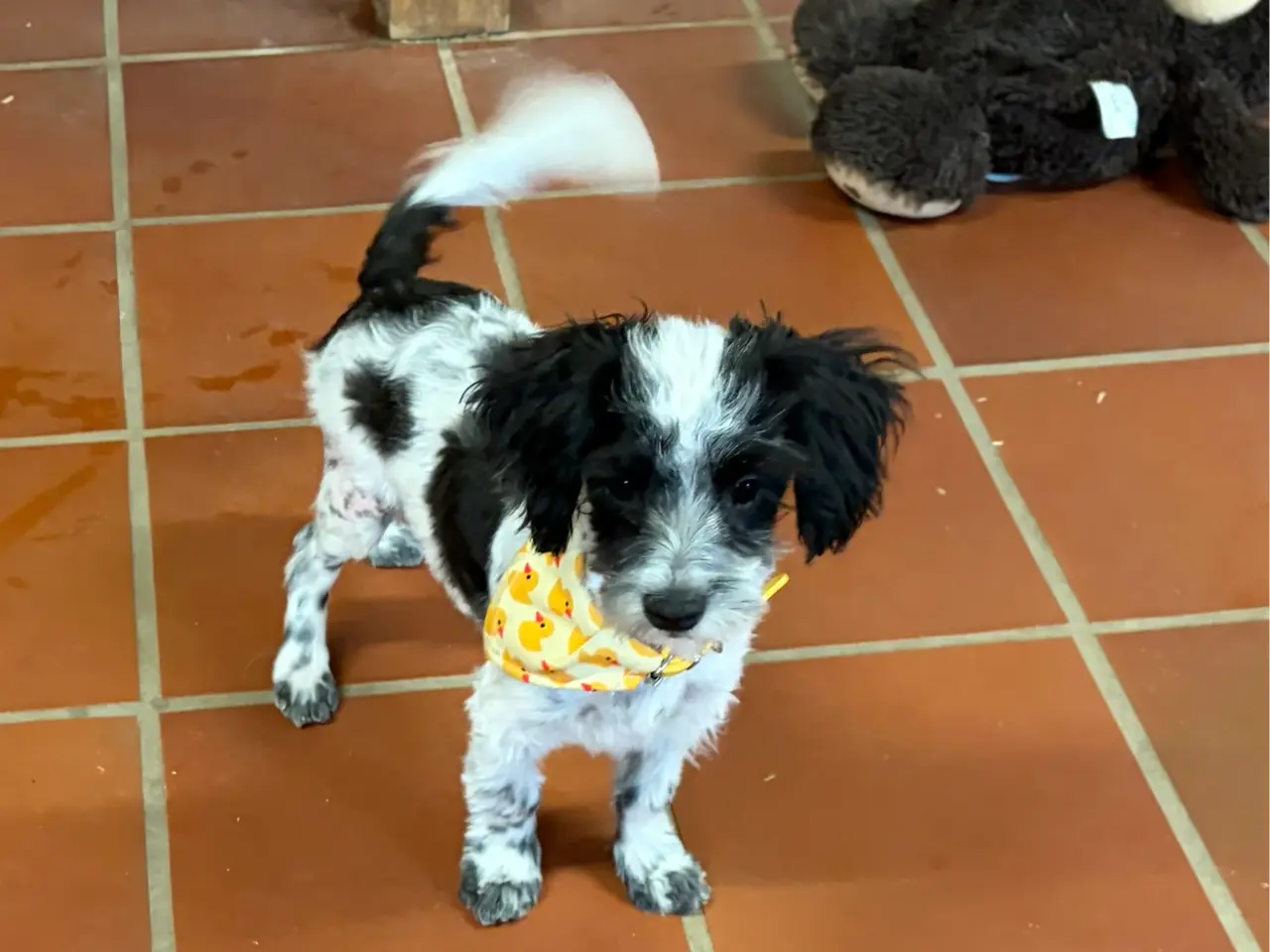 Billede 2 - Den sødeste og frækkeste lille Maltipoo dreng