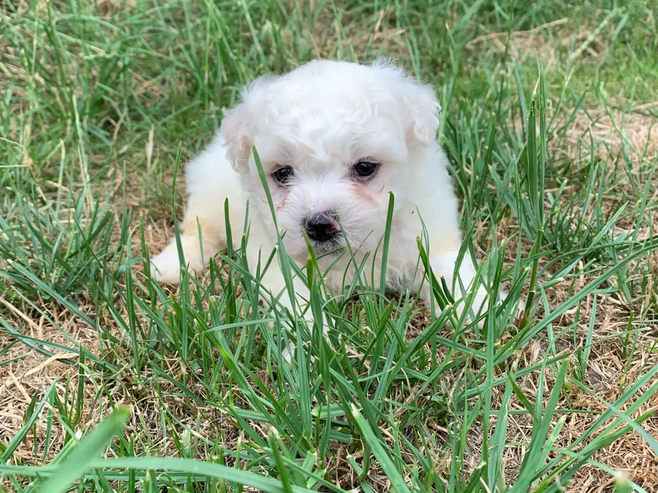 Billede 7 - Bichon Frise