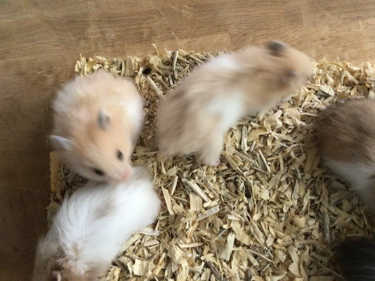 Billede 5 - Langhårede guldhamsterunger