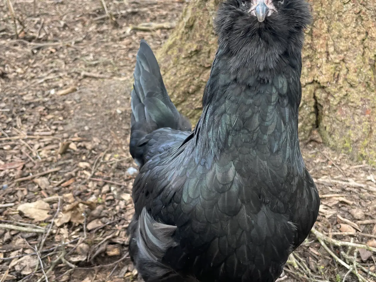 Billede 17 - Engelsk Araucana kyllinger
