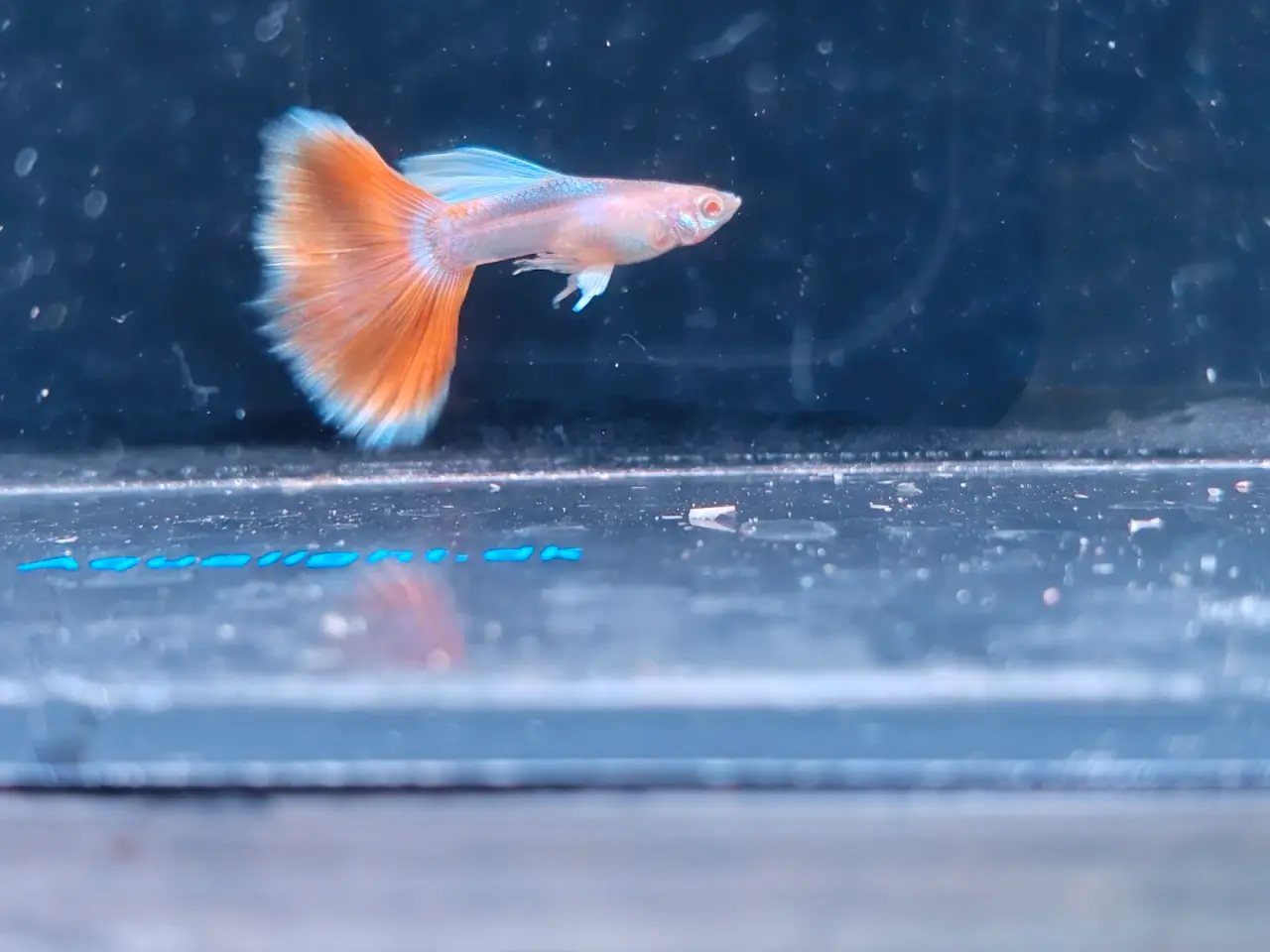 Billede 7 - Albino Blue Topaz og Rød Topaz guppy