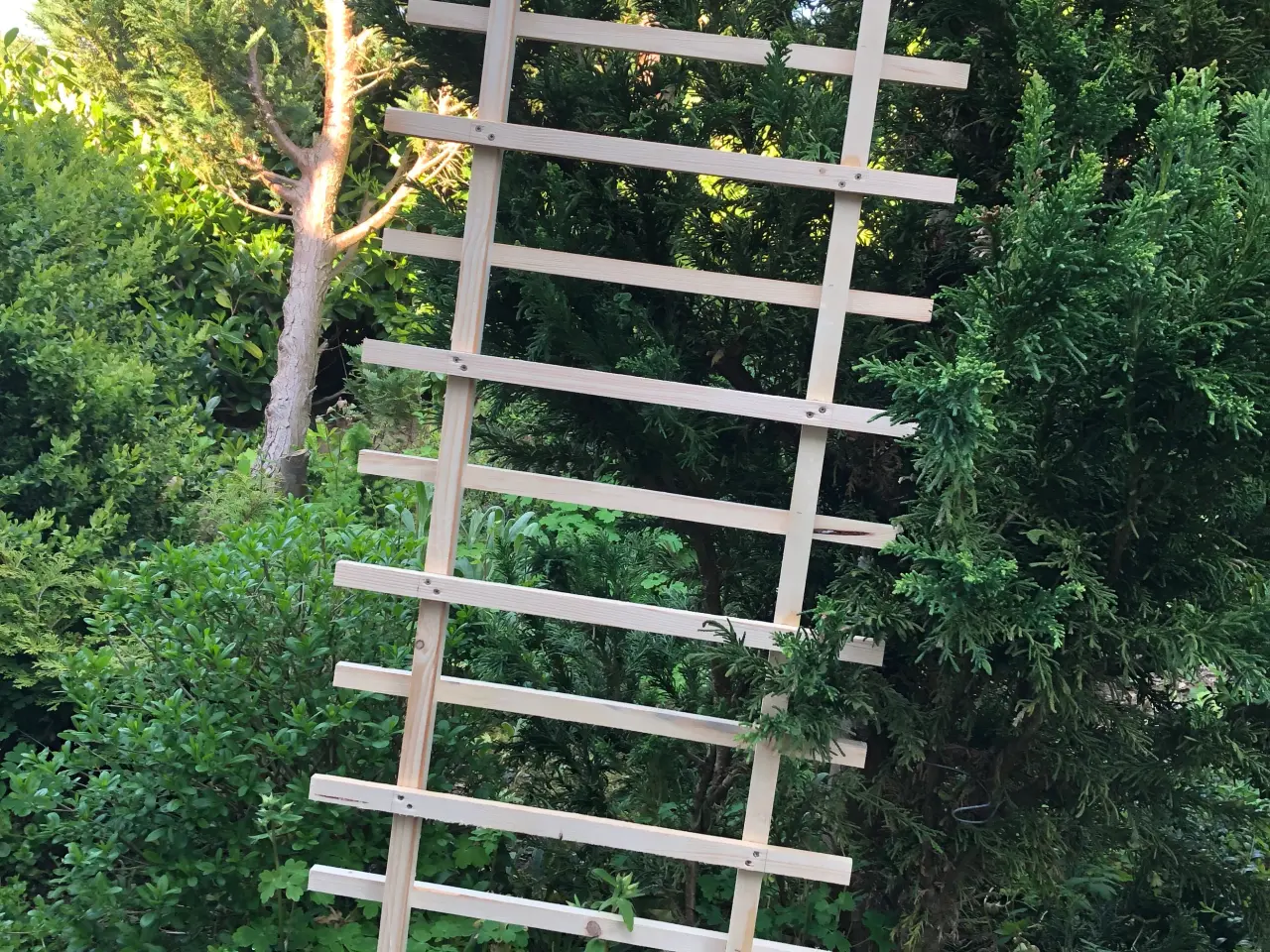 Billede 4 - espalier