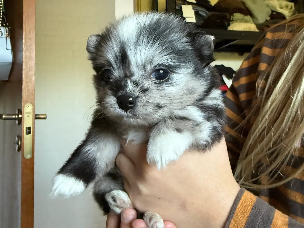 Billede 2 - Pomchi lille fyr