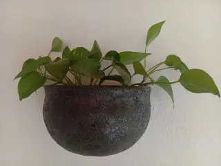 Plante med krukker 