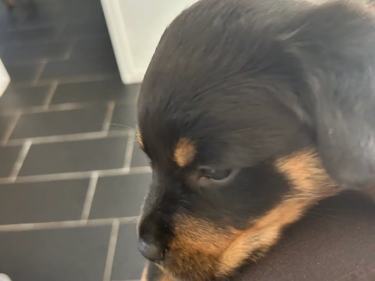 Billede 8 - Rottweiler hvalpe til salg