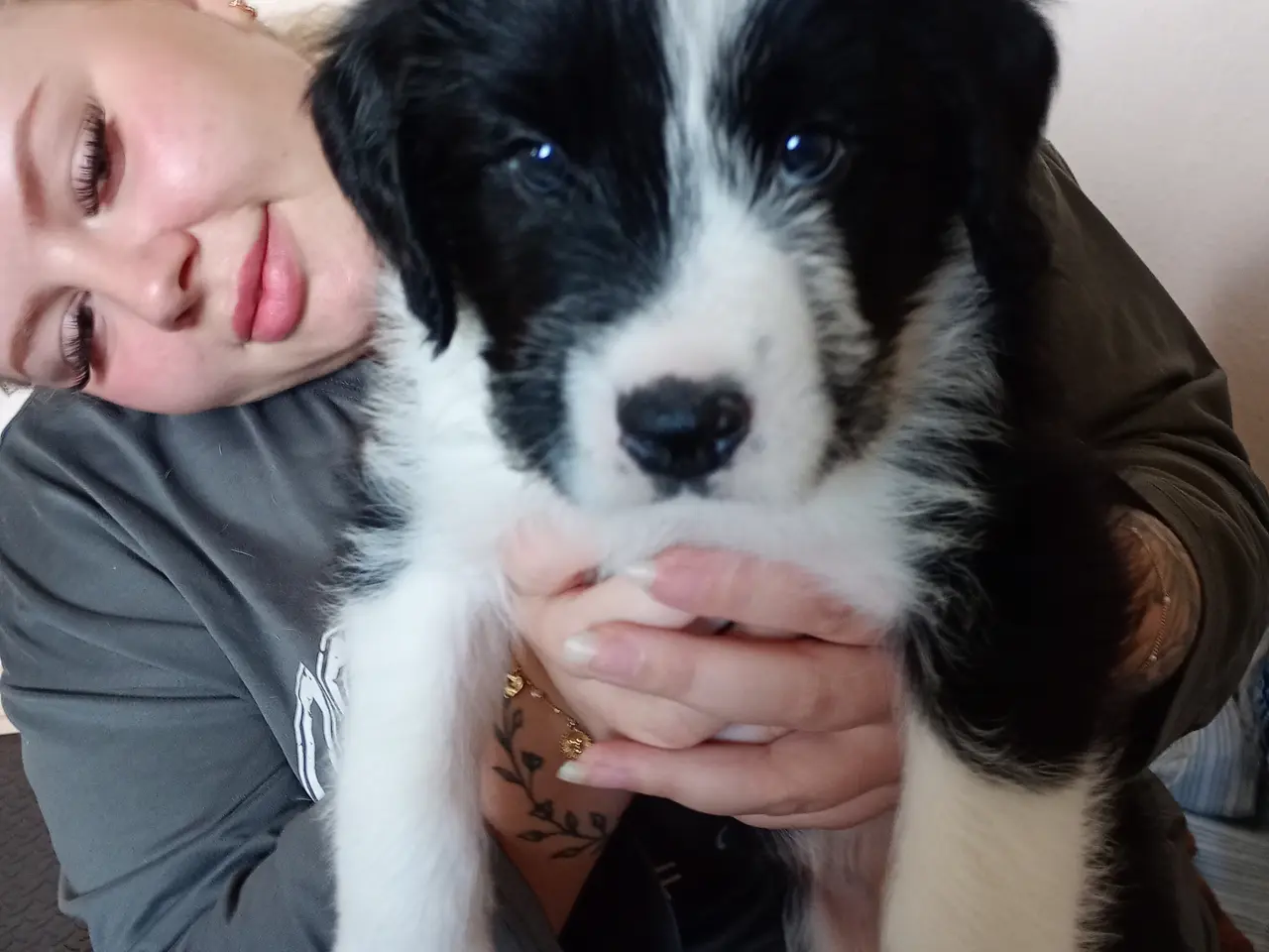 Billede 1 - Boxer /Doodle hvalpe