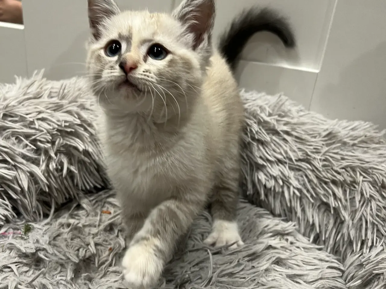 Billede 3 - Ragdoll blanding