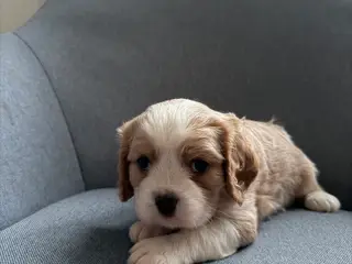 Cavalier King Charles hvalpe søger nye hjem 🏡