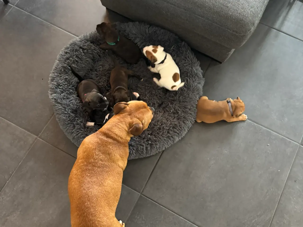 Billede 8 - Engelsk Staffordshire Terrier hvalpe