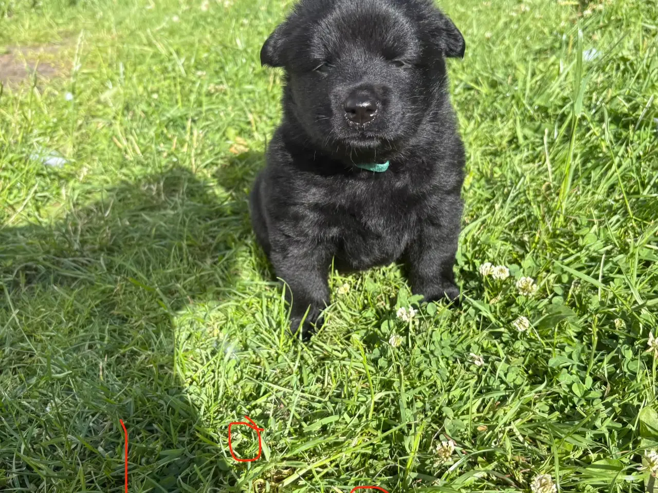 Billede 3 - Blandings hvalpe eurasier/golden