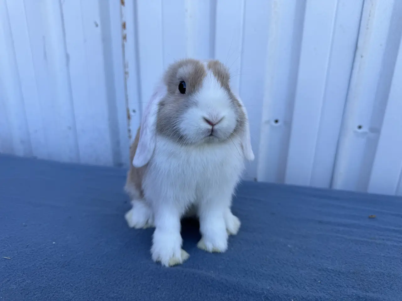 Billede 5 - Salgsklare Dværgvædder Hunkaniner 🐰