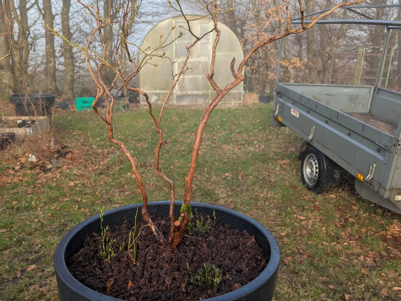 Billede 1 - Blåbær Plante