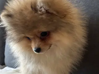 Smuk zobel pomeranian hvalp