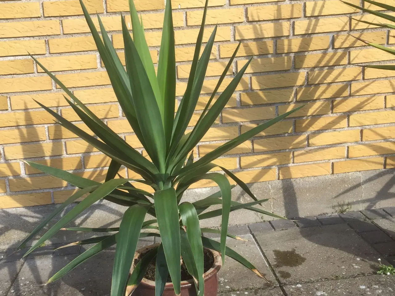 Billede 4 - Yucca palmer
