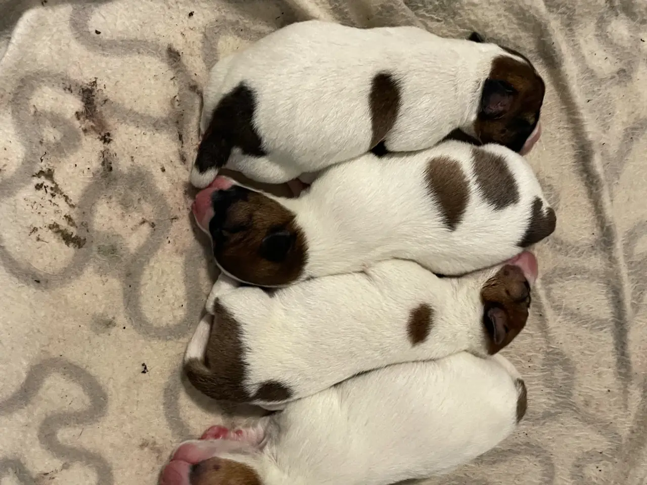 Billede 8 - Jack Russell Hvalp - Glathåret - DKK stamtavle 