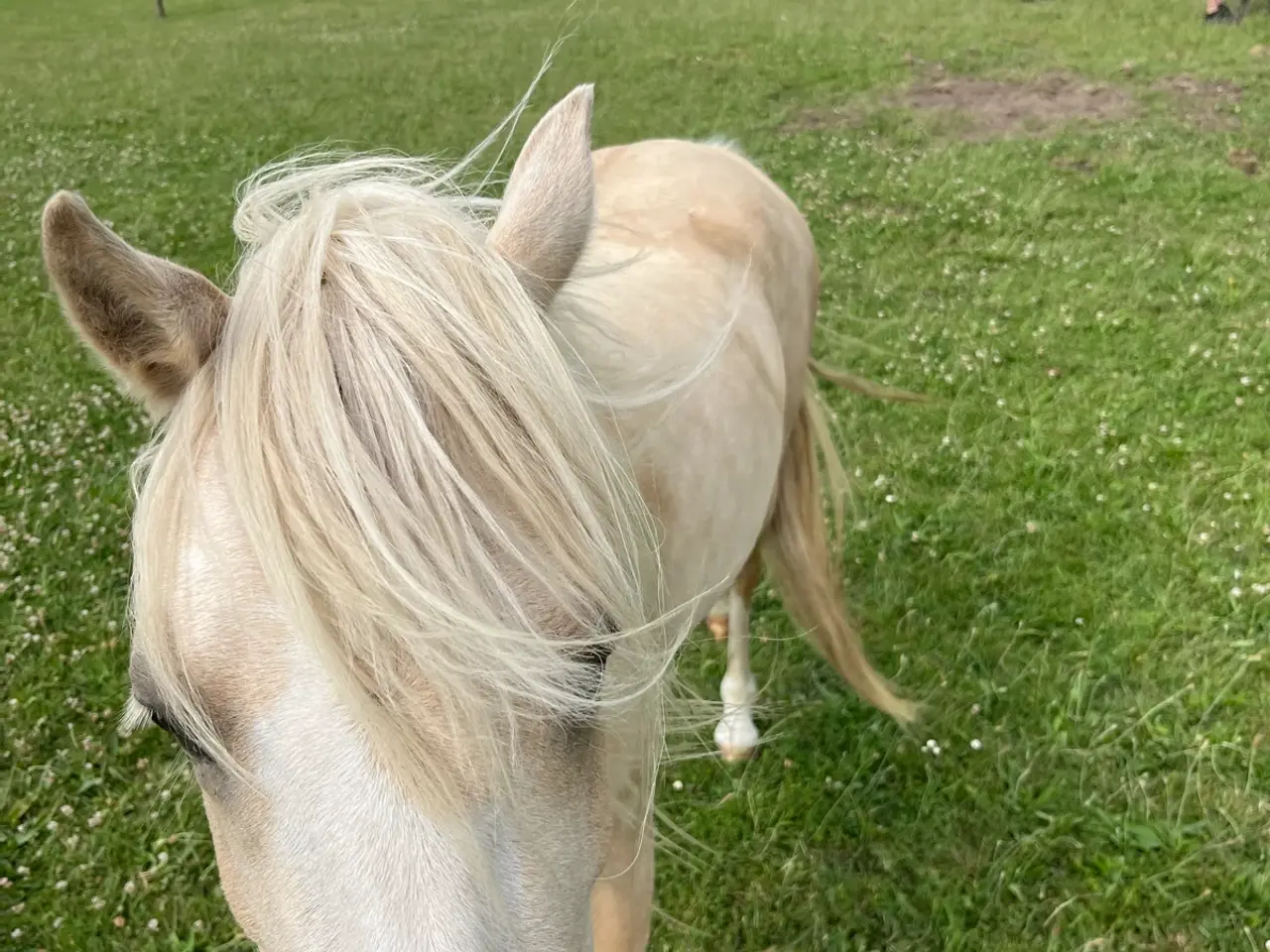 Billede 9 - Skøn pony hoppe med god spring mulighed  