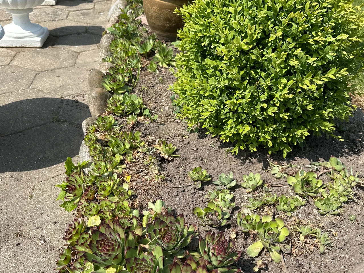 Billede 3 - Husløg, Buskbom,Hosta, kastanjebusk, Havehibiscus