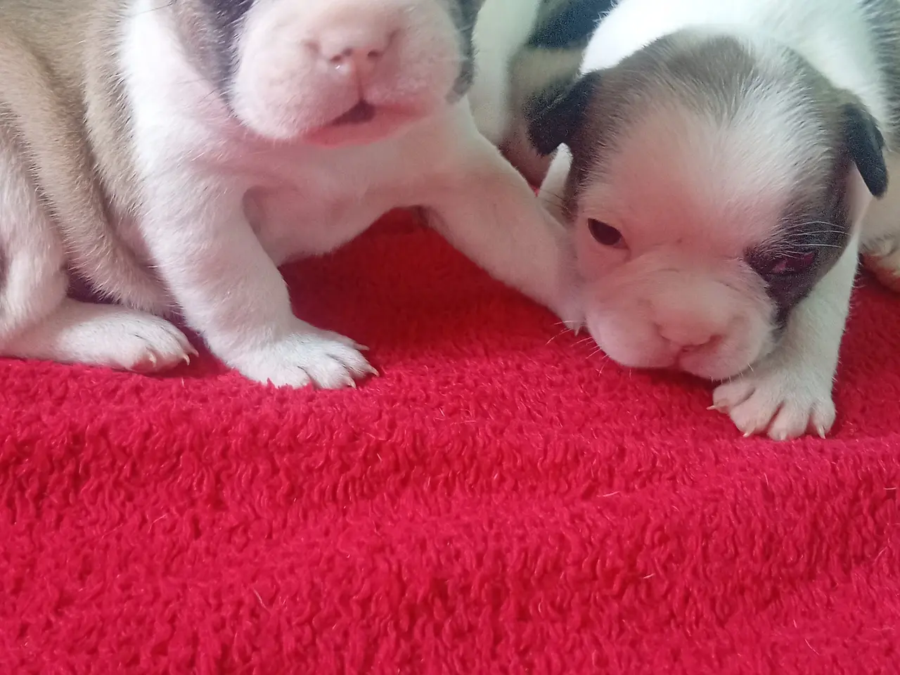 Billede 10 - Französische Bulldoggen
