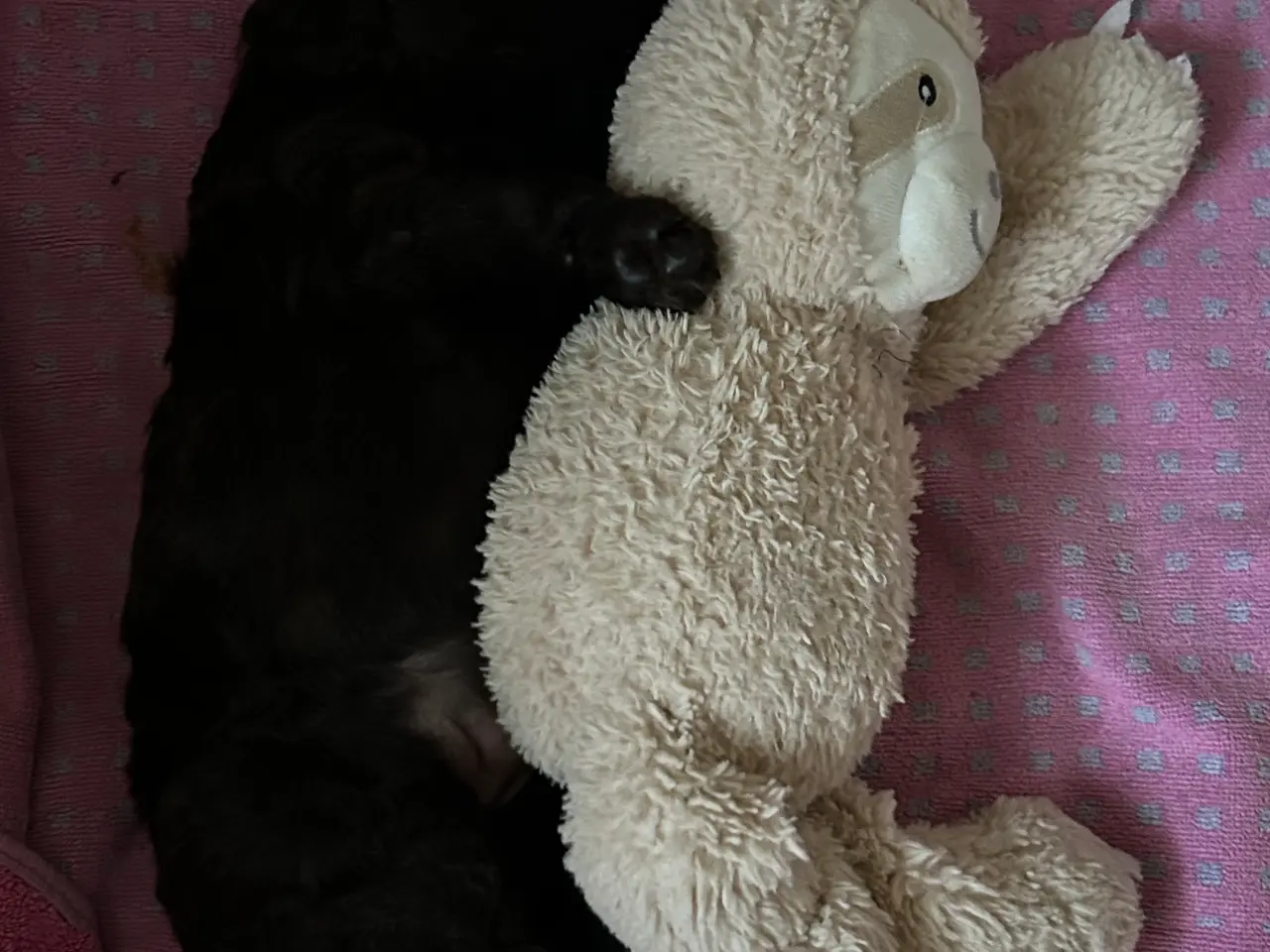 Billede 1 - Hundehvalp Cockerpoo 5 uger 