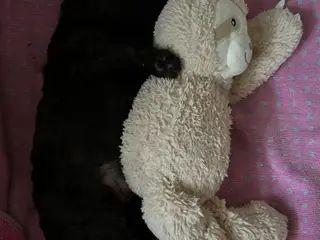 Hundehvalp Cockerpoo 5 uger