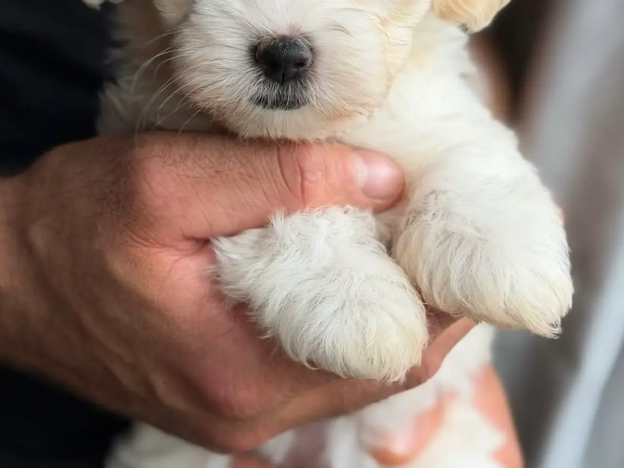 Billede 18 - Bichon Havanese