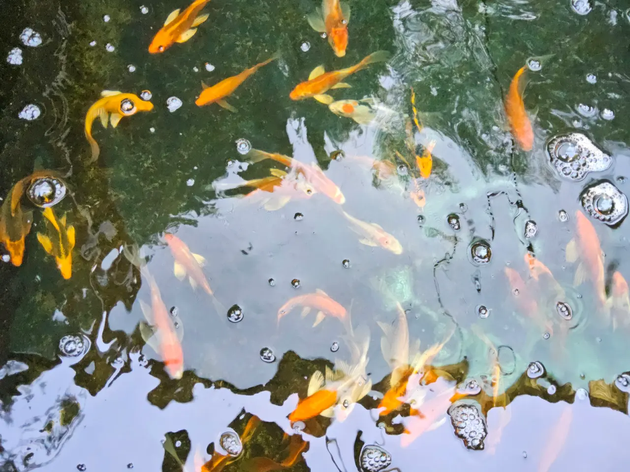 Billede 2 - Butterfly Koi