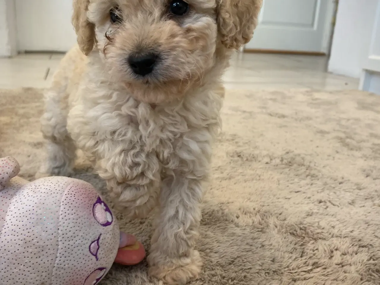 Billede 5 - Cavapoo hvalpe