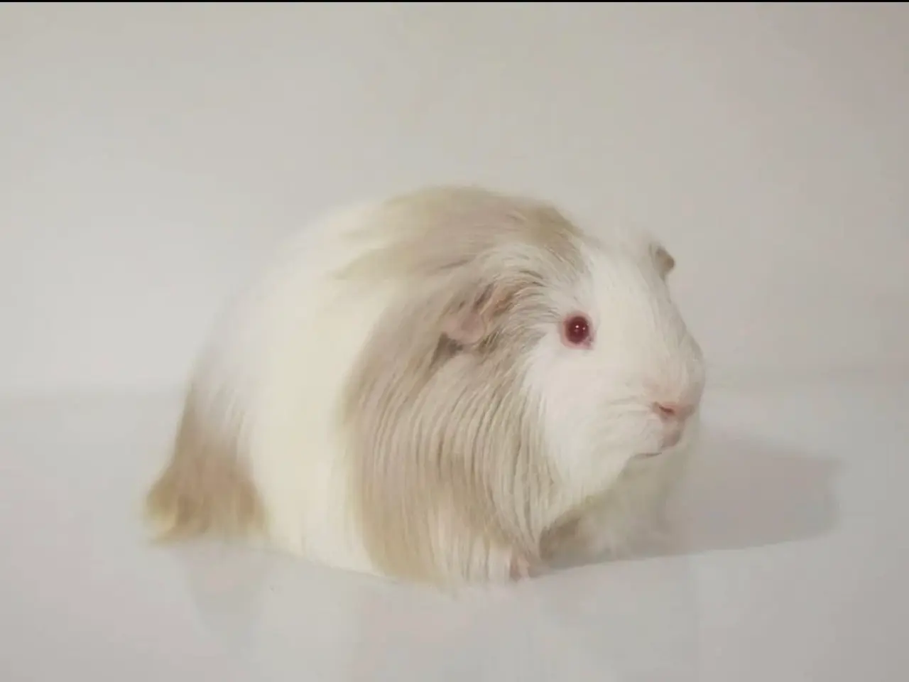 Billede 1 - Marsvin Sheltie