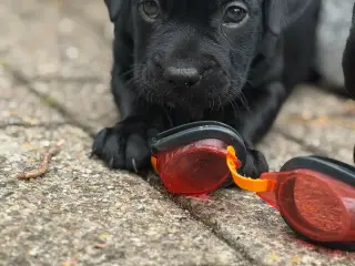 🐶 2 skønne hanhvalpe søger deres nye familier ❤️ - 3
