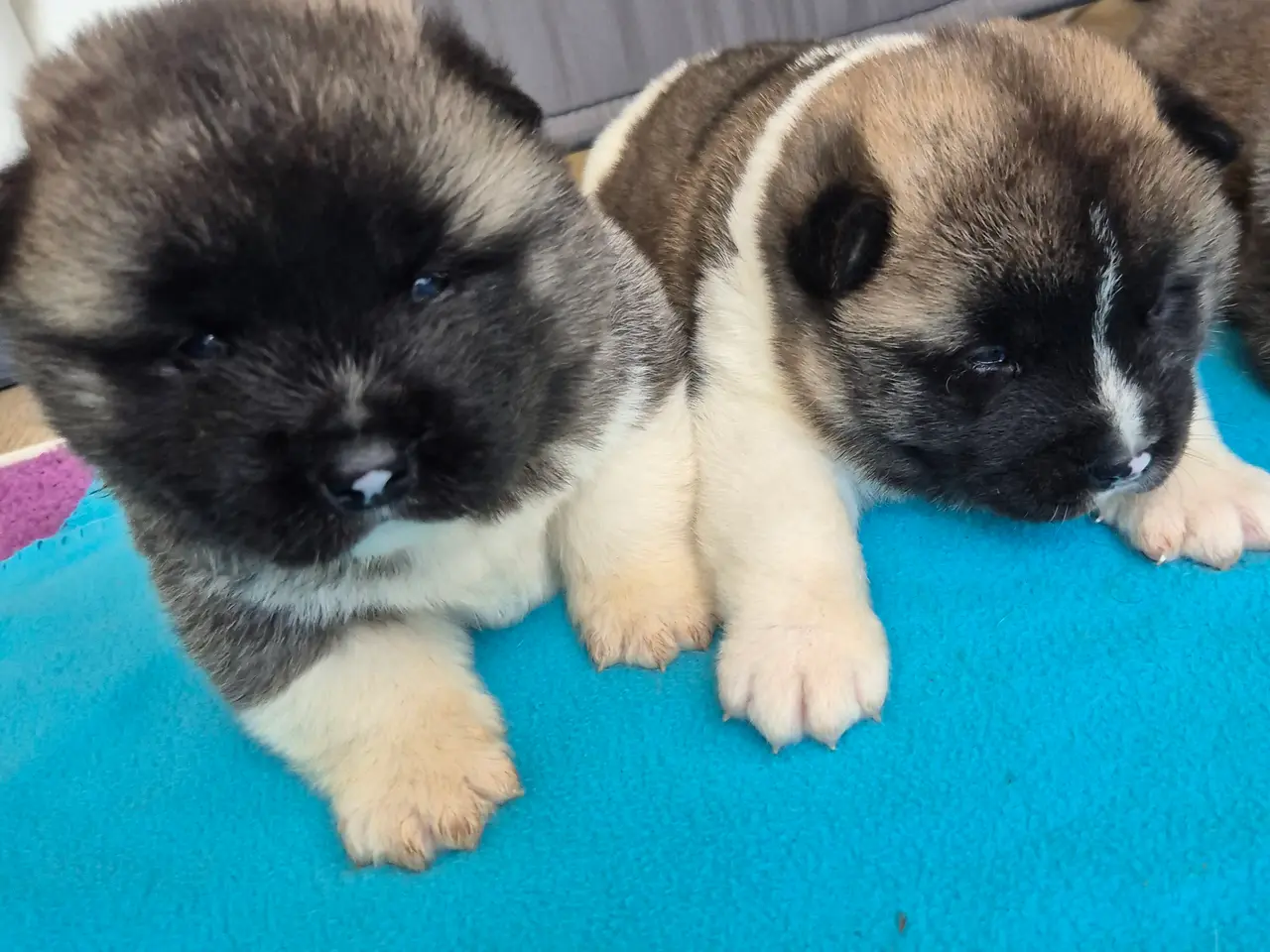 Billede 2 - Hundehvalpe American Akita 💙💙💙🩷