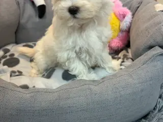 Fine mini Maltipoo er rejse klar nu !