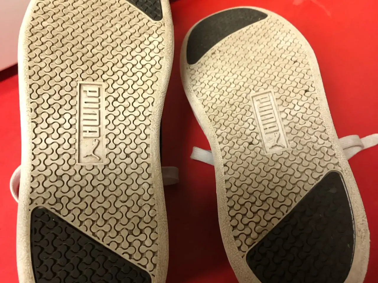 Billede 4 - Puma