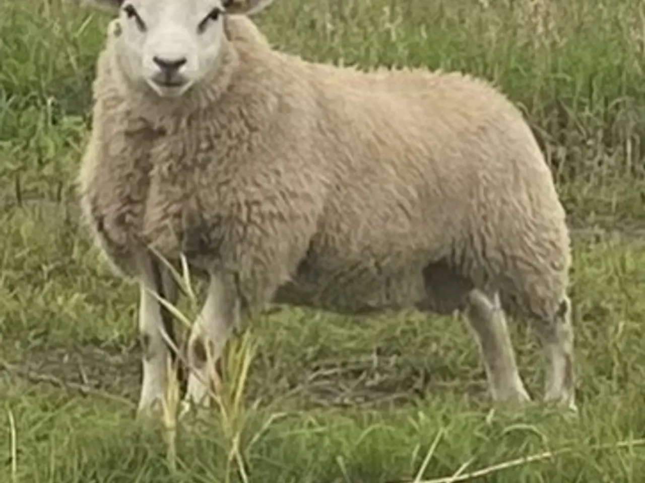 Billede 2 - Avls vædder - race Texel