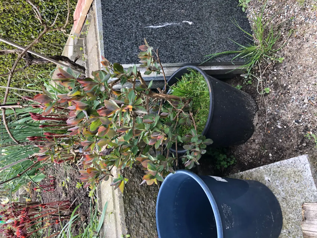 Billede 2 - Kaprifolie gule og røde blomster