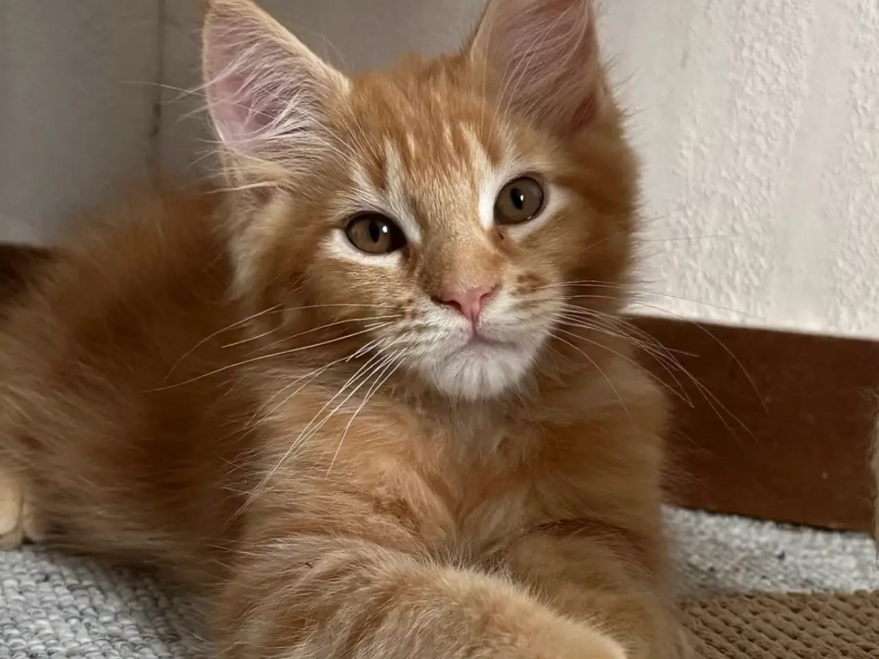 Billede 1 - Maine Coon hankilling